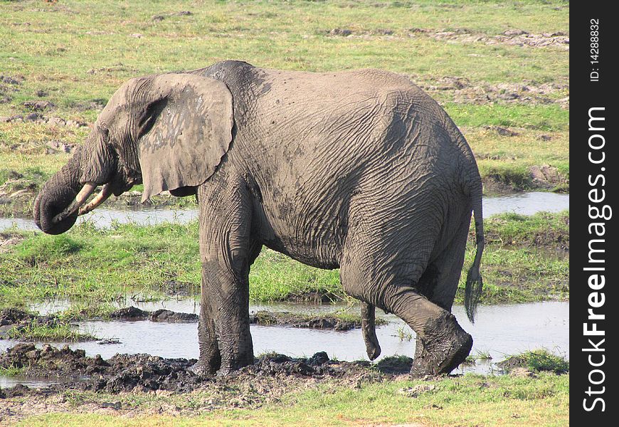 Elephant in Chobe National Park, Botswana