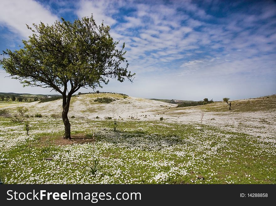 Beautiful view of a daisy flower field on the hills with a almond tree on the left side.