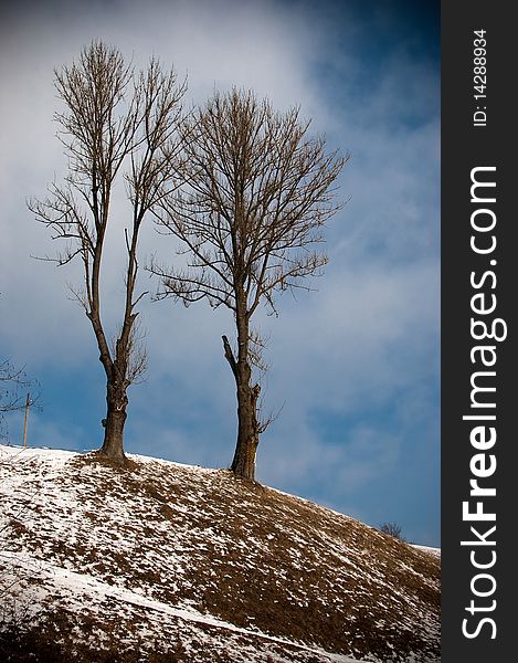 Winter landscape. View of the forest.