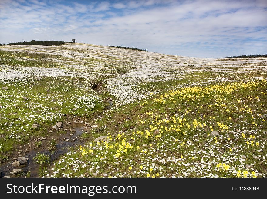 Landscape view of a wide daisy flower field on the countryside.