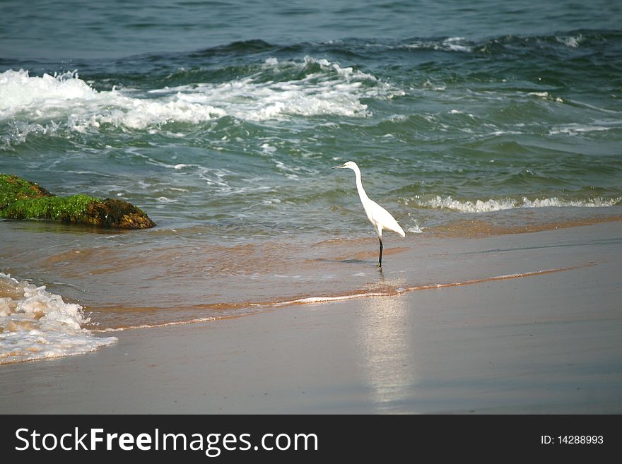 Snowy Egret