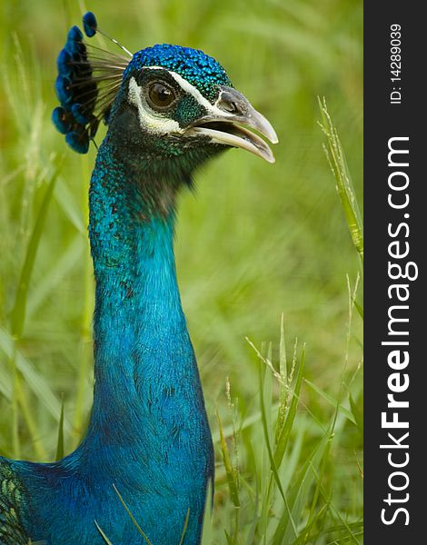 Closeup of a Peacock Head. Closeup of a Peacock Head