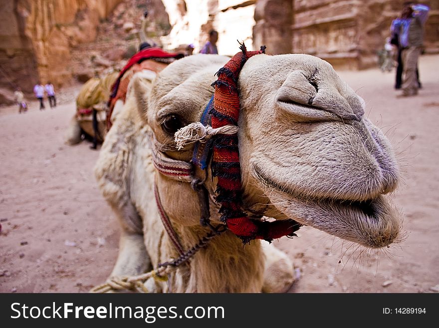 Close-up on a Camel's head in the ancient city of Petra, near the old Monastery. Close-up on a Camel's head in the ancient city of Petra, near the old Monastery.