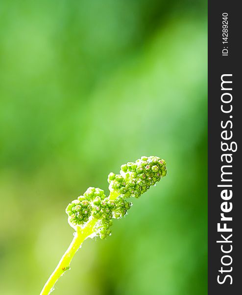 Burgeon of grape in green background