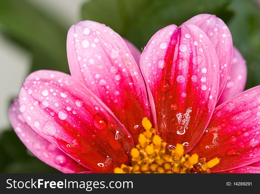 Macro photo of a colorful flower with drop of water. Macro photo of a colorful flower with drop of water