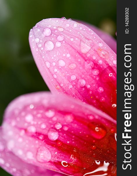 Macro photo of a colorful flower with drop of water. Macro photo of a colorful flower with drop of water