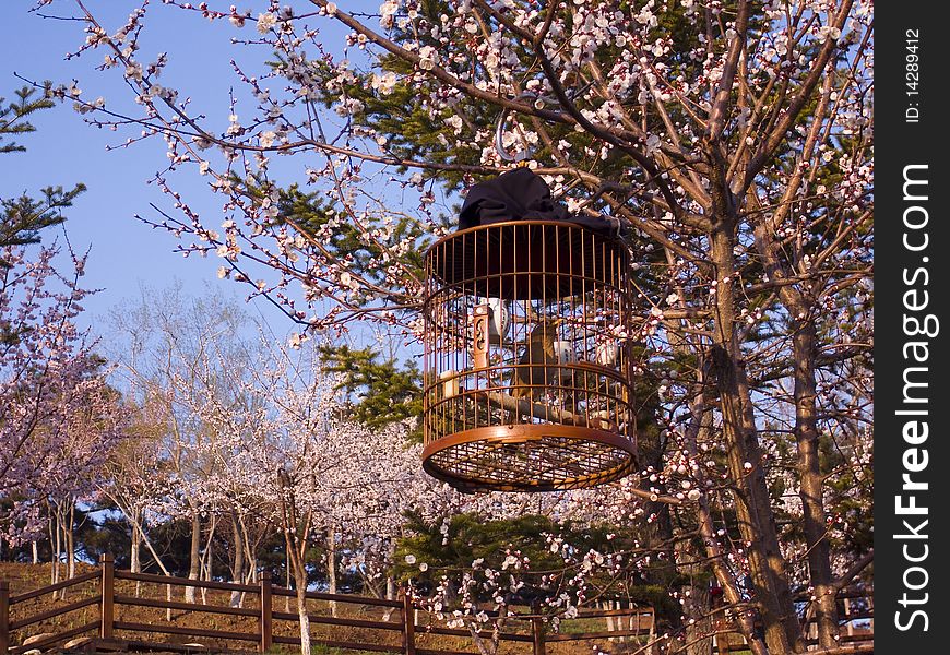 Peach blossom is lovely in China