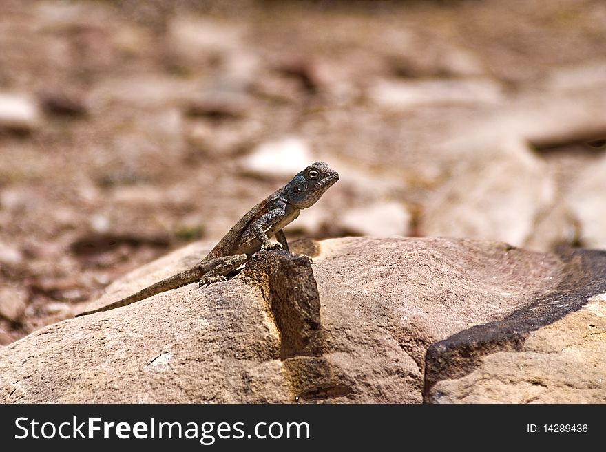 Close-up photo of a lizard standing on a rock, at the hot desert weather of the ancient city of Petra. Close-up photo of a lizard standing on a rock, at the hot desert weather of the ancient city of Petra