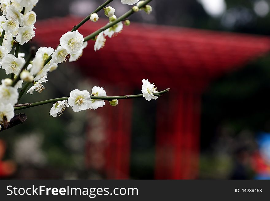 Xinzhuang Park Plum