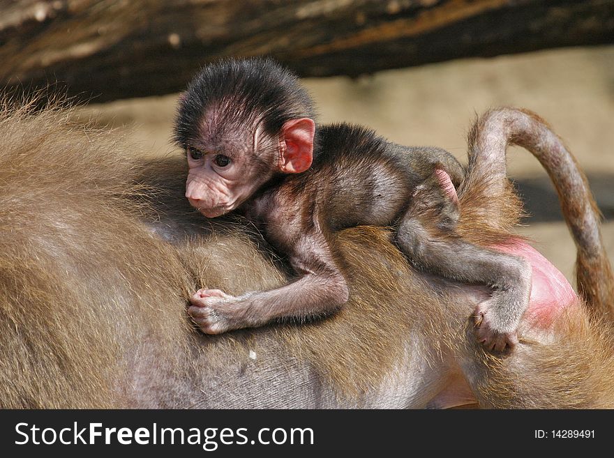 Newborn baby baboon, south Africa monkey