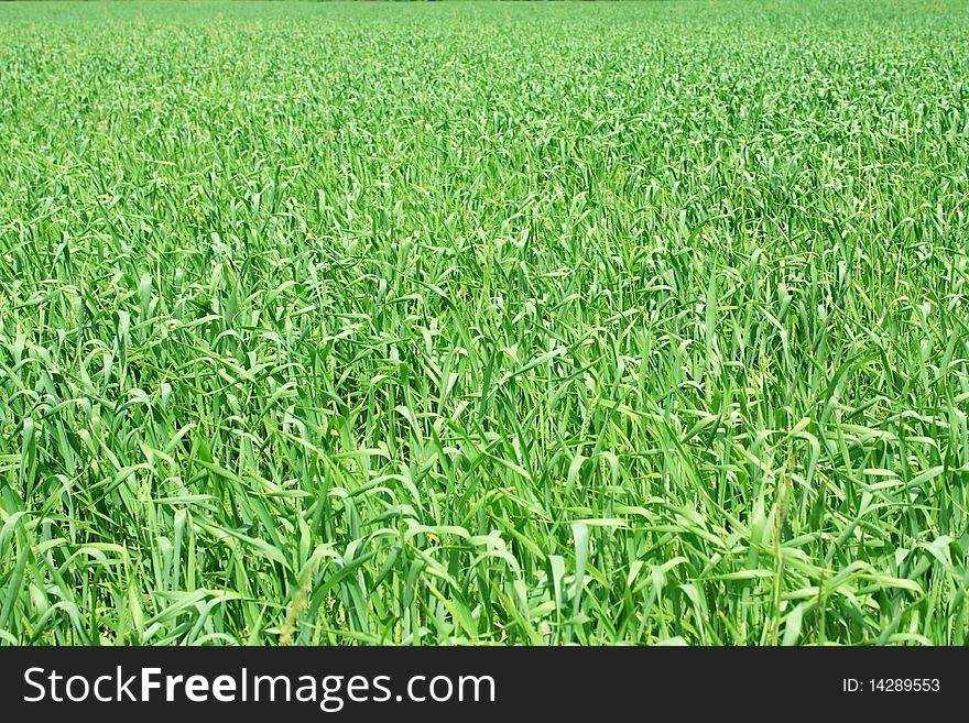 Young shoots of wheat in the field of green. Young shoots of wheat in the field of green