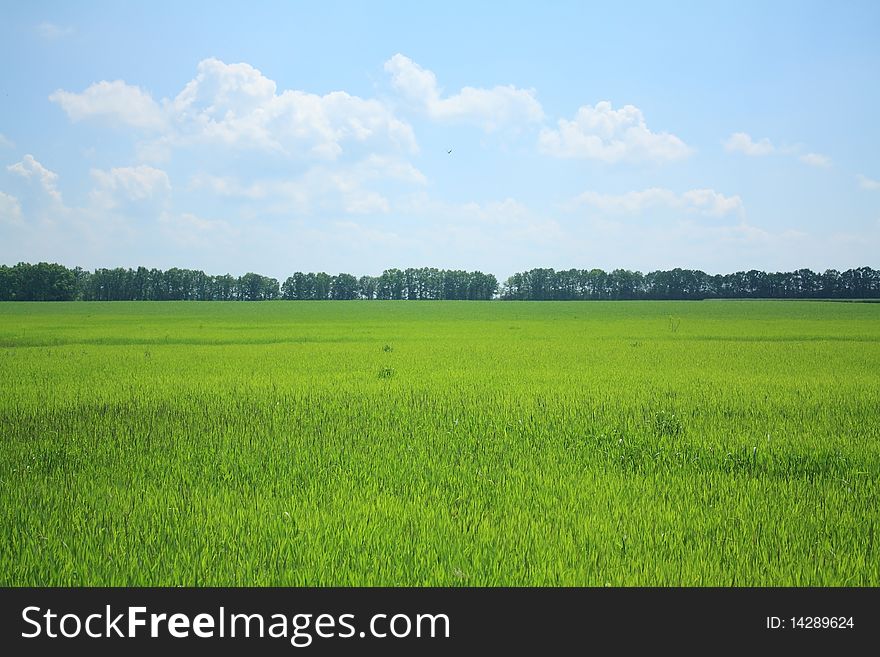 Young shoots of wheat in the green background of trees and sky. Young shoots of wheat in the green background of trees and sky