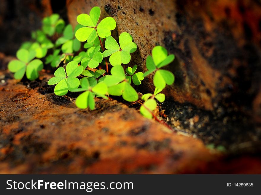 Clover leaves against a brick background