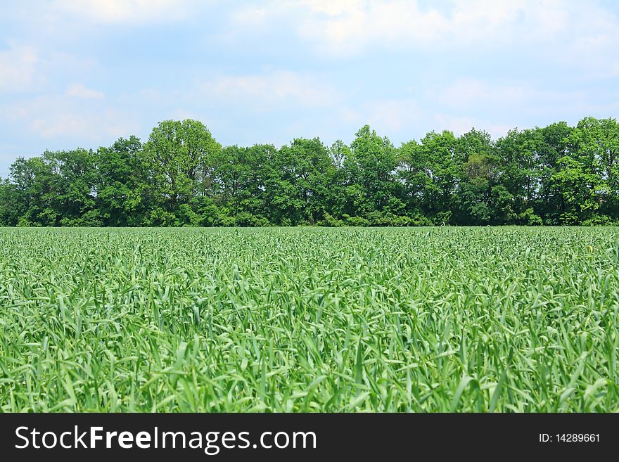 Young shoots of wheat in the green background of trees and sky. Young shoots of wheat in the green background of trees and sky