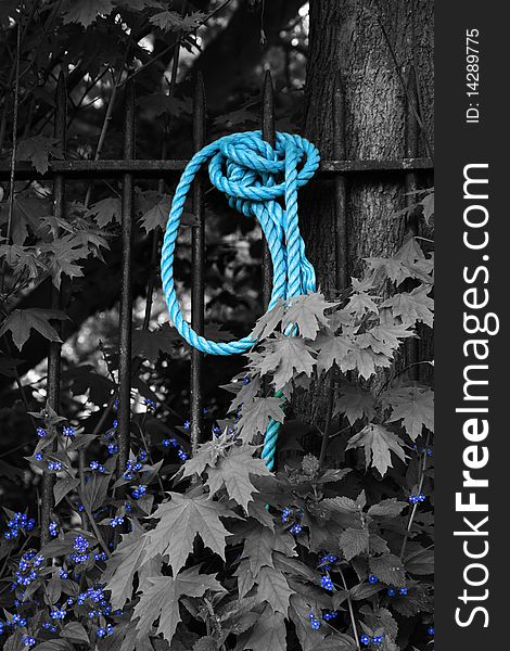 Blue Rope on a fence and Flowers in Black and White. Blue Rope on a fence and Flowers in Black and White