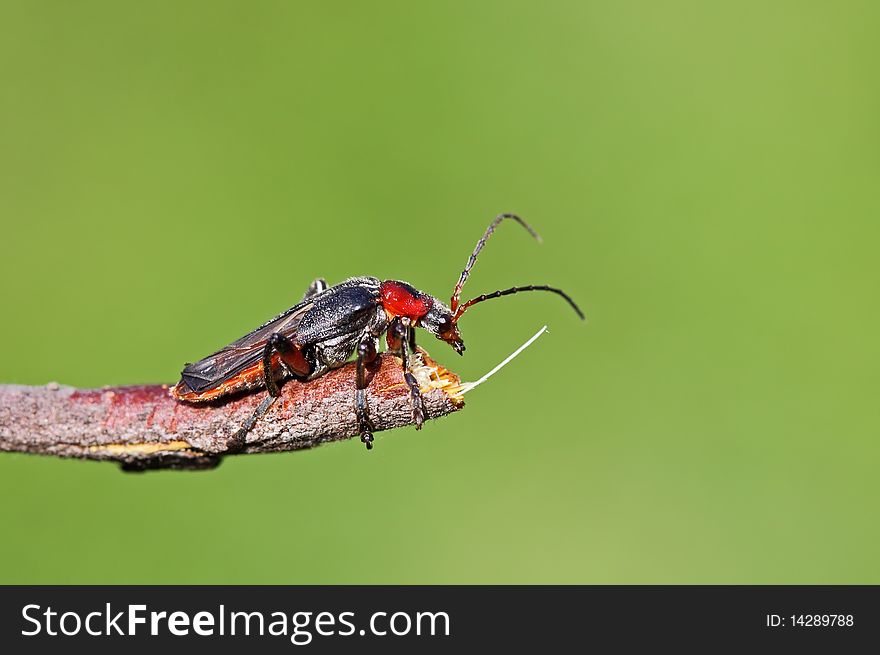 Red - black bug Cantharis rustica
