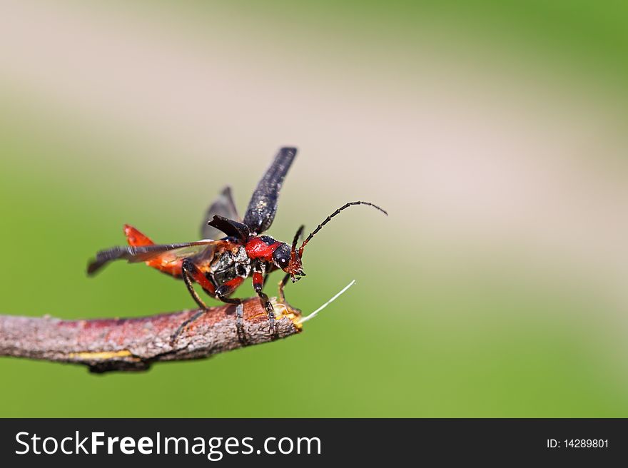 Red - black bug