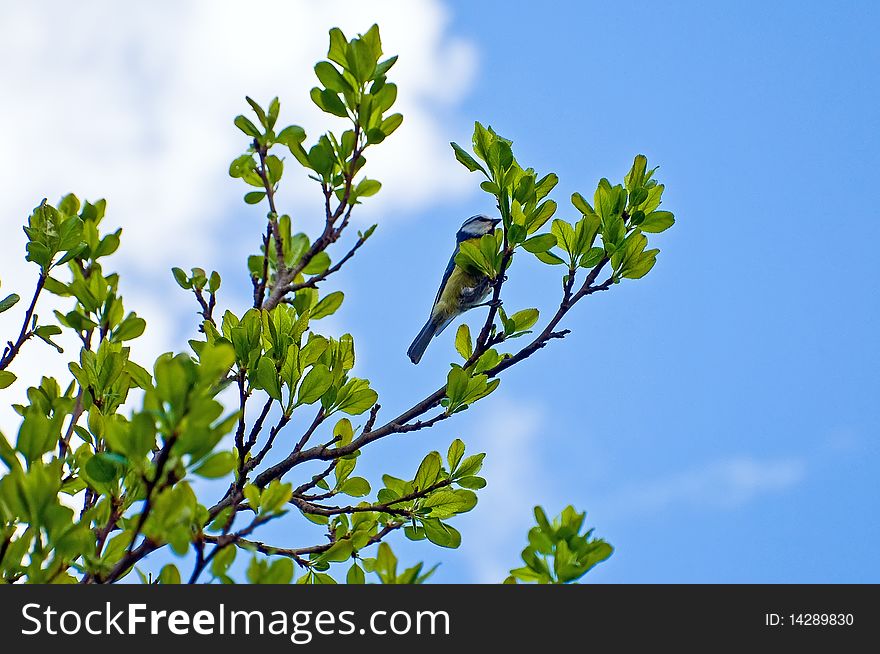 Titmouse on a branch of a tree against the sky. Titmouse on a branch of a tree against the sky