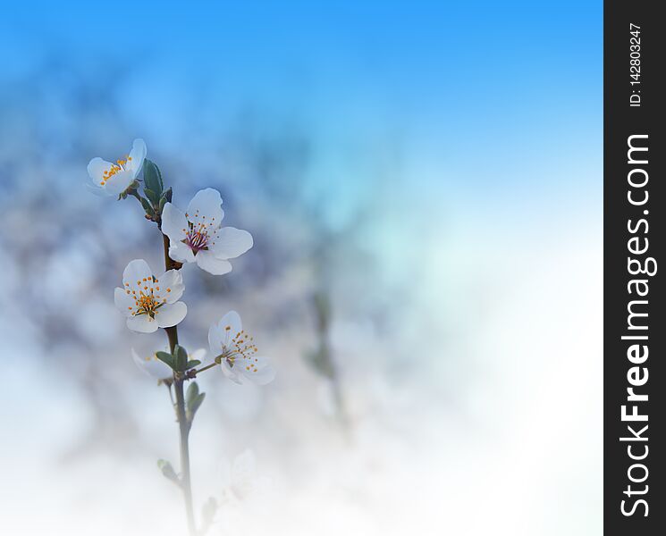 blue spring background