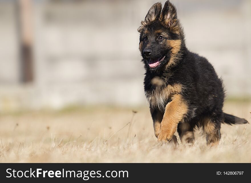 A german shepherd puppy outdoors