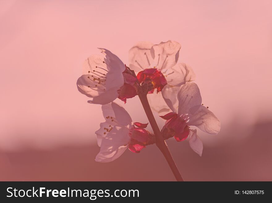 Peach Tree In Bloom, With White Flowers At Sunset. Aitona.Alpicat. Lleida. Spain. Agriculture. Flower Close-up. Bokeh Effects,