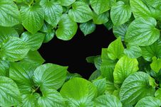 Large Green Betel Leafs As A Picture Frame On Black Background With Copy Space Available At Center. Royalty Free Stock Image