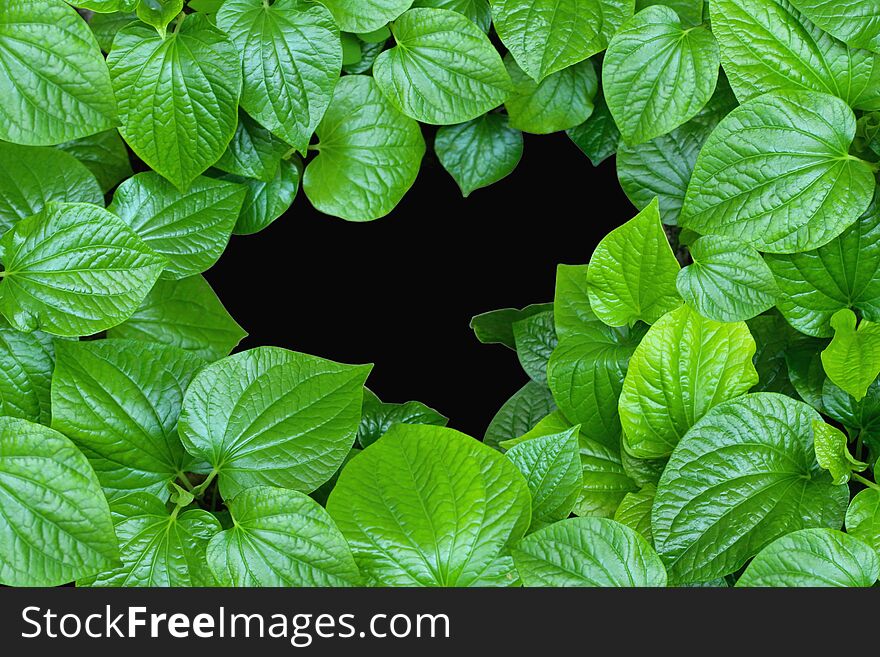 Large green betel leafs as a picture frame on black background with copy space available at center. For organic, healthy products, or natural related topics