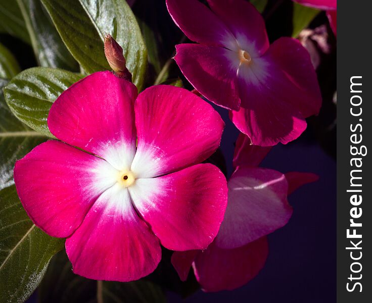 Red Periwinkle Flowers Closeup With Green Leaves