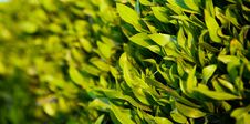 Texture Of Bright Green Leaves. Summer Vegetative Background. Natural Summer And Spring Background. Copy Space Royalty Free Stock Photo