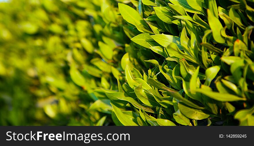 Texture of bright green leaves. Summer vegetative background. Natural summer and spring background. Copy space