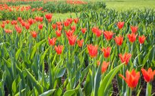 Red Tulips Royalty Free Stock Photography