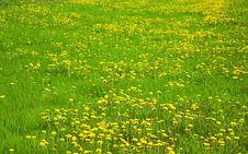 Green Grass Field Royalty Free Stock Image Green Grass Field Royalty Free Stock Image