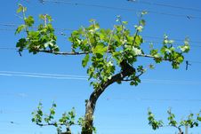 Grape Vineyard In Springtime Royalty Free Stock Images