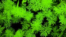 Green Magic Grass Background Stock Photos Green Magic Grass Background Stock Photos