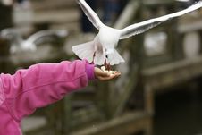 Seagull Royalty Free Stock Photos Seagull Royalty Free Stock Photos