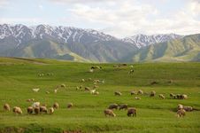 Herd Of Sheep In Mountains Royalty Free Stock Photography Herd Of Sheep In Mountains Royalty Free Stock Photography