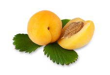 Apricot With Hand Made Clipping Path Royalty Free Stock Photo Apricot With Hand Made Clipping Path Royalty Free Stock Photo