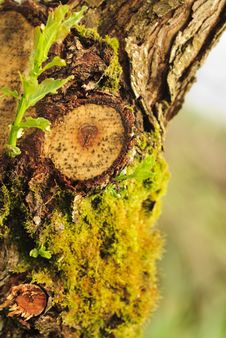 Close-up Bark Stock Photos