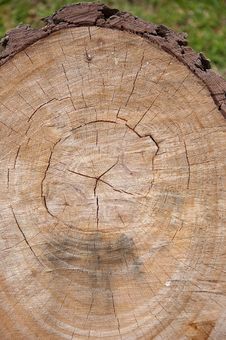 Tree Felled Royalty Free Stock Photos Tree Felled Royalty Free Stock Photos