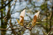 White Magnolia Royalty Free Stock Image White Magnolia Royalty Free Stock Image