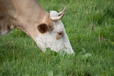 Cow Stock Image