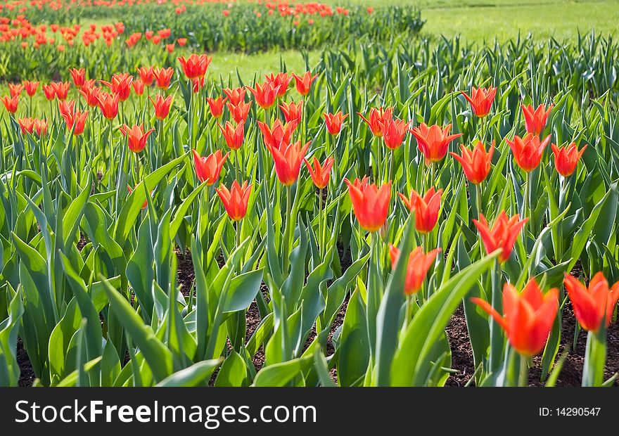 Red tulips on the flowerbed