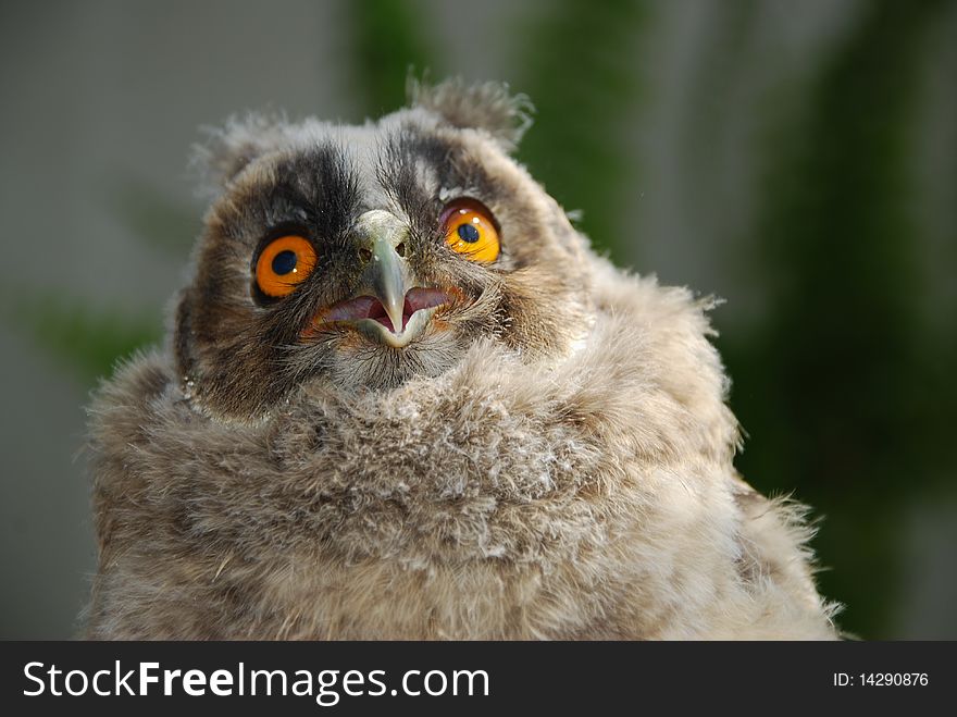 Young owl with the big eyes and small ears