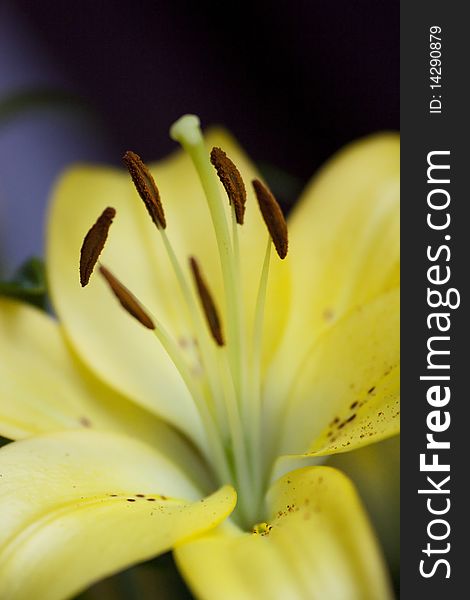 Close up view of a tiger lily flower.