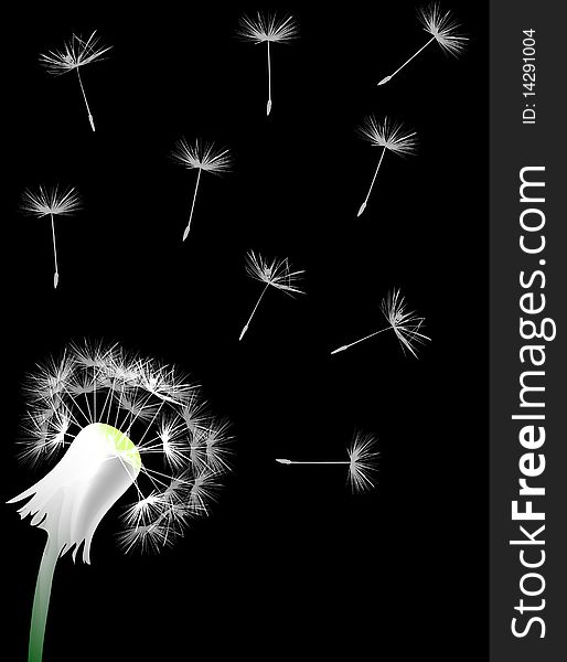 Illustration with white dandelion on black background. Illustration with white dandelion on black background