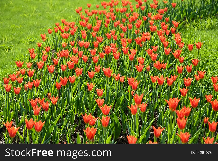 Red tulips in city park