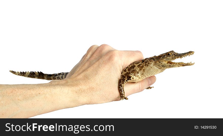 Alligator in the hand of man, isolated on a white background