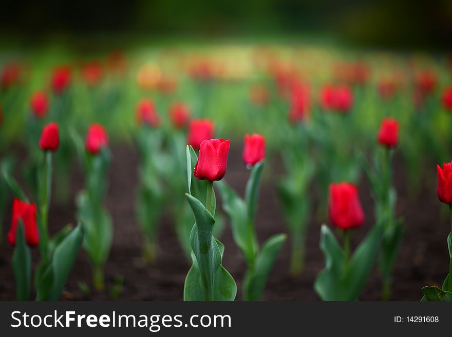 Colorful tulips in the park in spring