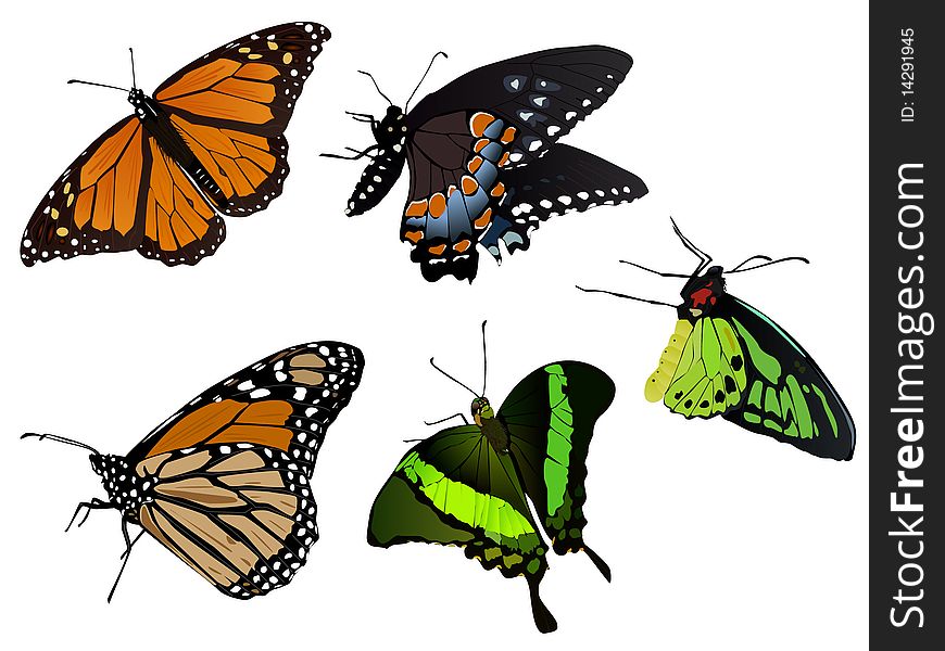 Vector illustration of beautifull butterflies. Vector illustration of beautifull butterflies