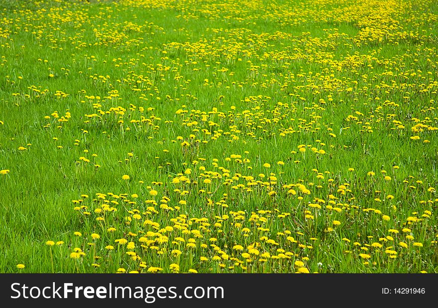 Green grass with yellow dandelions. Green grass with yellow dandelions